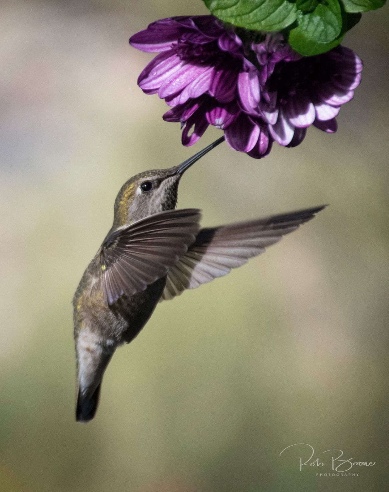 Hummingbird and a flower